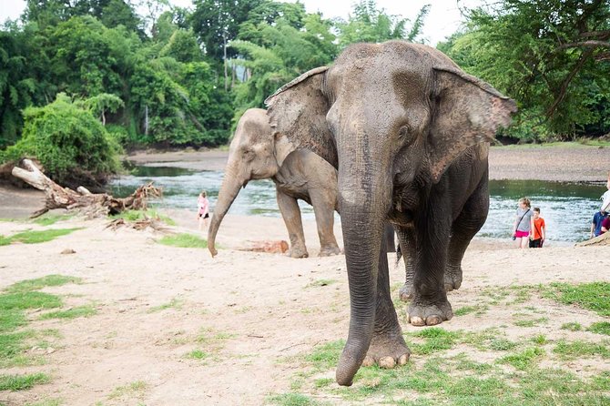 2 day 1 night Elephant World Kanchanaburi from Bangkok - Bangkok pickup to Elephant World: the ride that sets the tone