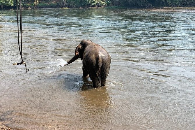 2 day 1 night Elephant World Kanchanaburi from Bangkok - Bird watching: calm time before the program wraps