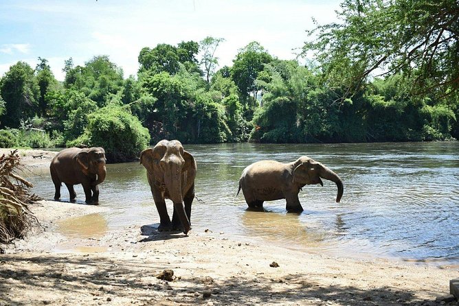 2 day 1 night Elephant World Kanchanaburi from Bangkok - Ethics and expectations: what this program can feel like for different visitors
