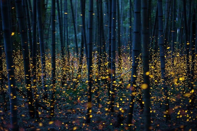 Bamboo Bicycle Tour in twilight: watch dancing Fireflies in Bangkok - Thai Dinner on the River: Where the Evening Becomes Real