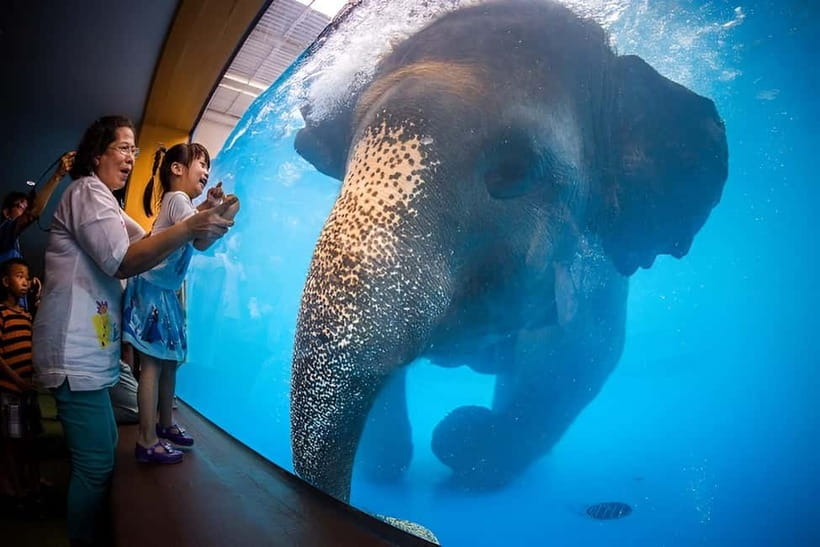 Bangkok/Pattaya: Khao Kheow Zoo Private Tour with Pickup - Why Khao Kheow Open Zoo is a great private outing from Bangkok or Pattaya