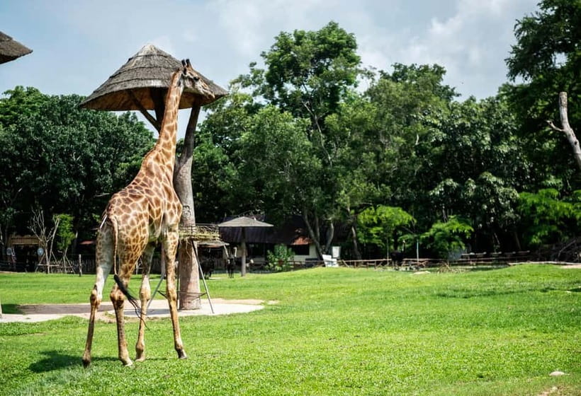 Bangkok/Pattaya: Khao Kheow Zoo Private Tour with Pickup - Pickup, timing, and how the 6-hour day really feels