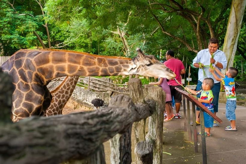 Bangkok/Pattaya: Khao Kheow Zoo Private Tour with Pickup - Green Zone freedom: walking, tram, or golf cart