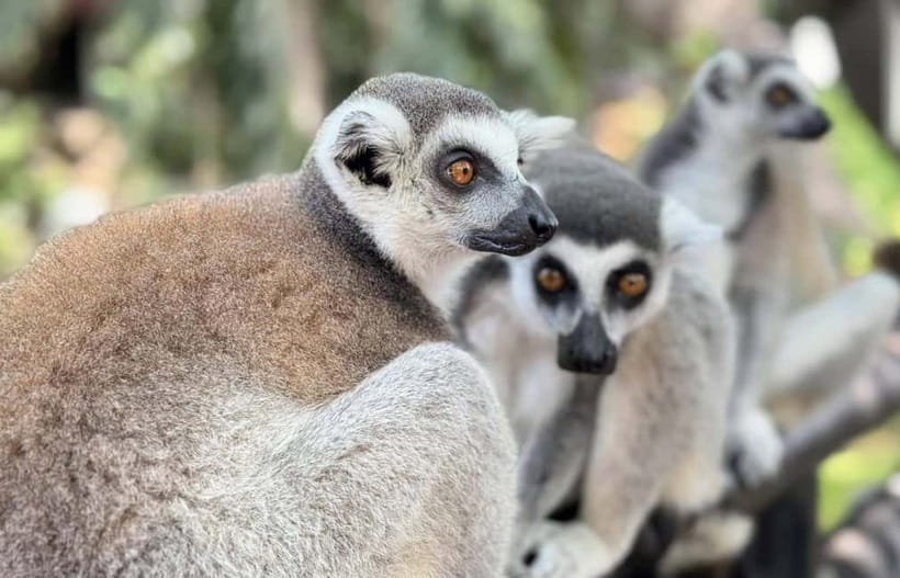 Bangkok/Pattaya: Khao Kheow Zoo Private Tour with Pickup - Who this private Khao Kheow tour is best for