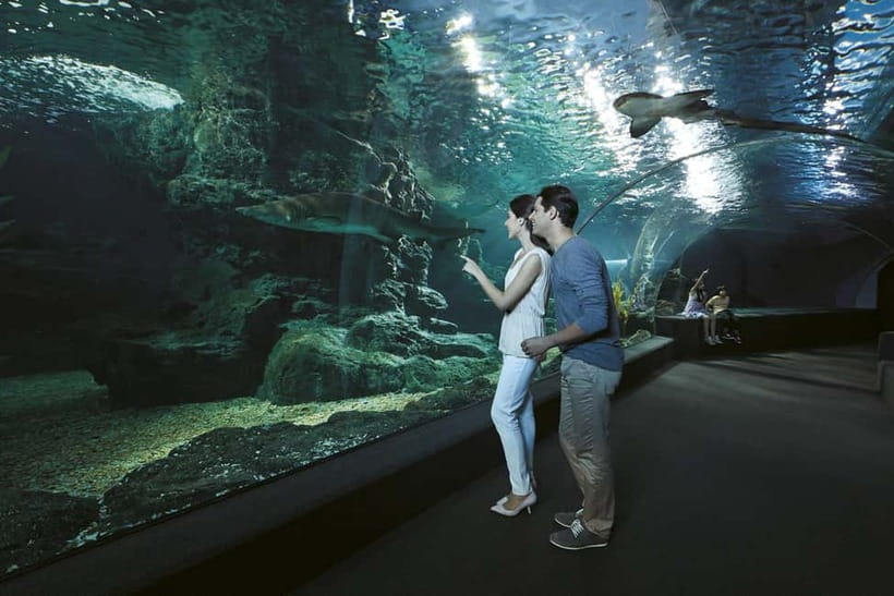 Bangkok: SEA LIFE Bangkok & Madame Tussauds Entry Ticket - SEA LIFE Bangkok Ocean World: Sharks, Glass, and Sea Zones