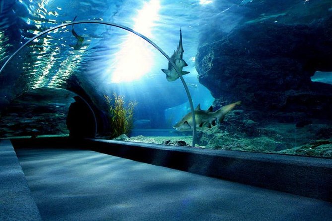 Bangkok SEA LIFE & Madame Tussauds Combo with Hotel Transfers - Should You Book This Bangkok Sea Life and Madame Tussauds Combo?