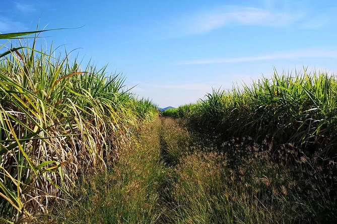Cycling in rural Kanchanaburi area - The cycling route: rice, sugar cane, birds, and village life