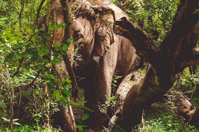 Erawan Waterfall and Elephant Care: Private Tour to Kanchanabur - Tham Kra Sae Bridge and the Cave of the Buddha: POW history inside a cave