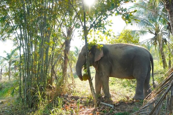 Ethical Elephant Sanctuary Tour from Bangkok & Pattaya - Ethical Elephant Sanctuary Tour from Bangkok and Pattaya, what it feels like on the day