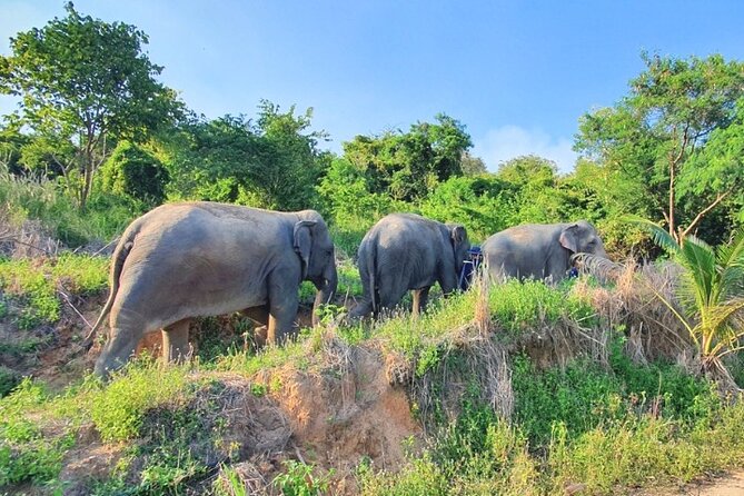 Ethical Elephant Sanctuary Tour from Bangkok & Pattaya - Your elephant interactions, what you can actually do