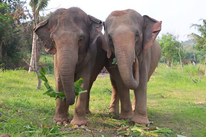 Ethical Elephant Sanctuary Tour from Bangkok & Pattaya - The guide and safety briefing, why it improves the experience