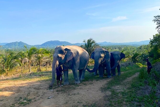 Ethical Elephant Sanctuary Tour from Bangkok & Pattaya - Lunch after elephant time, and how it fits the flow