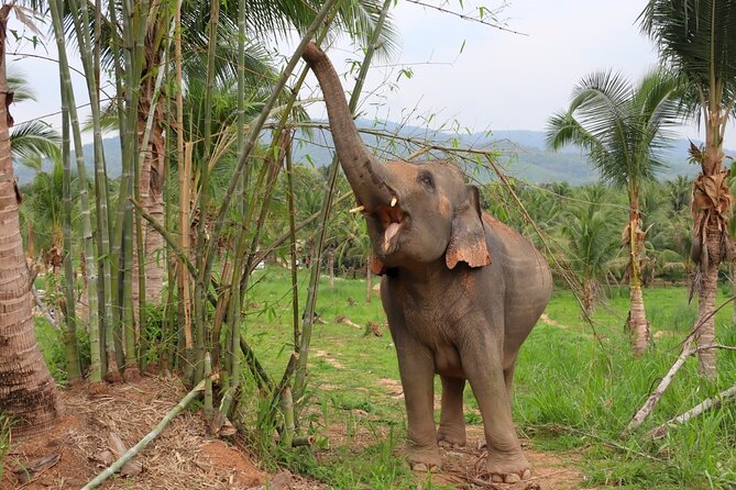 Ethical Elephant Sanctuary Tour from Bangkok & Pattaya - Transportation from Pattaya, the hidden make-or-break factor