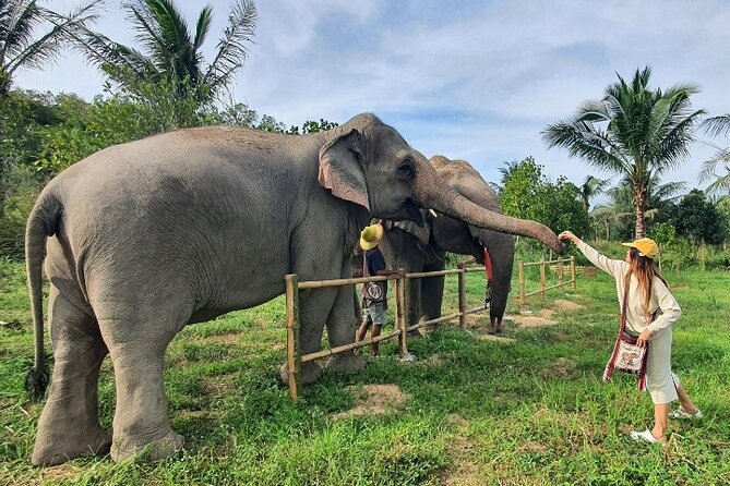 Ethical Elephant Sanctuary Tour from Bangkok & Pattaya - Group size up to 40, how to manage the vibe