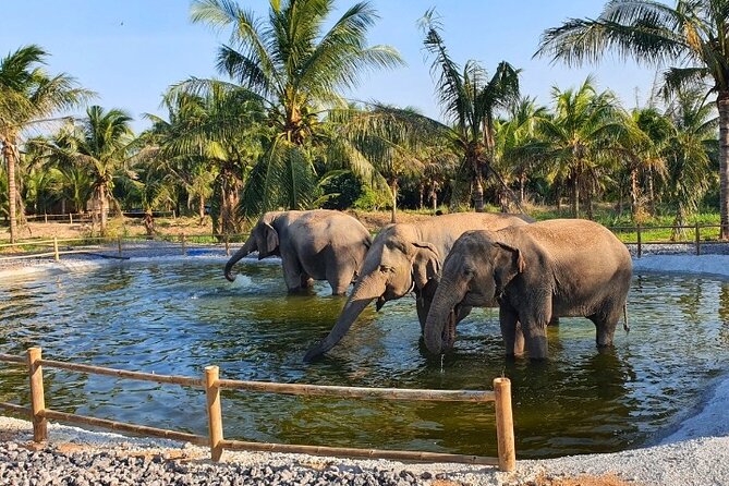 Ethical Elephant Sanctuary Tour from Bangkok & Pattaya - Price and value, what you get for about $71