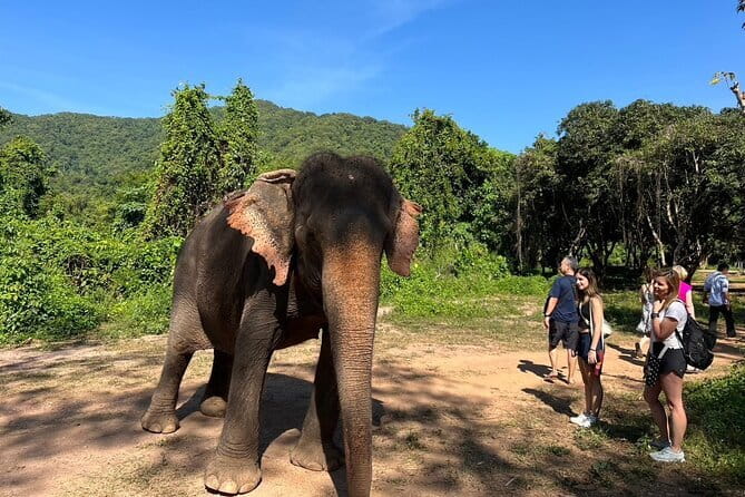 Ethical Elephant Watching Tour From Bangkok & Pattaya - Key things to know before you go