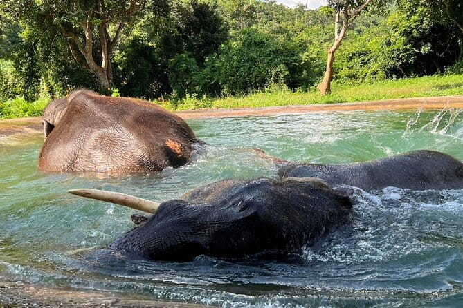 Ethical Elephant Watching Tour From Bangkok & Pattaya - A day trip that swaps stress for elephant time