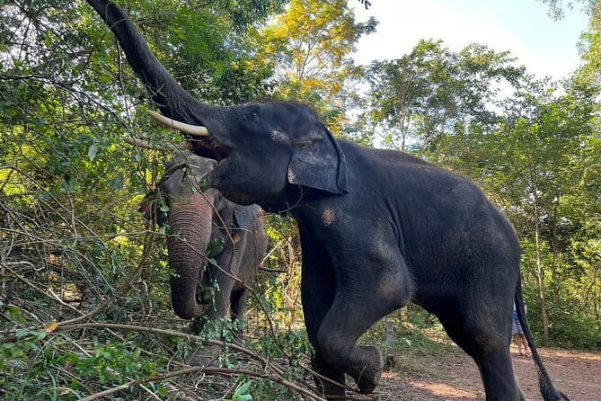 Ethical Elephant Watching Tour From Bangkok & Pattaya - Your Thai lunch break: Pad Thai plus seasonal fruit
