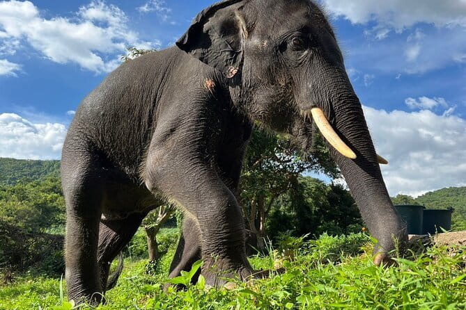 Ethical Elephant Watching Tour From Bangkok & Pattaya - Living Green Elephant Sanctuary: what ethical watching means in practice