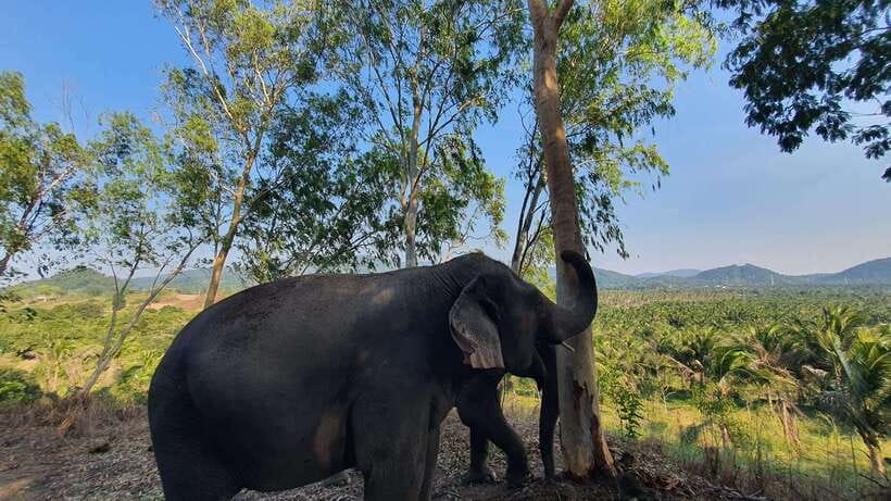 From Bangkok: Living Green Elephant Sanctuary Day Trip - Key things to know before you book