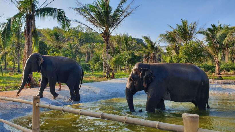 From Bangkok: Living Green Elephant Sanctuary Day Trip - From Bangkok to Chonburi: plan for a real half-day
