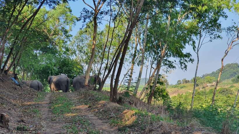 From Bangkok: Living Green Elephant Sanctuary Day Trip - Hand-feeding elephants without the show factor