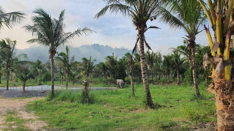 From Bangkok: Living Green Elephant Sanctuary Day Trip - The jungle walk: moving with the herd at a gentle pace