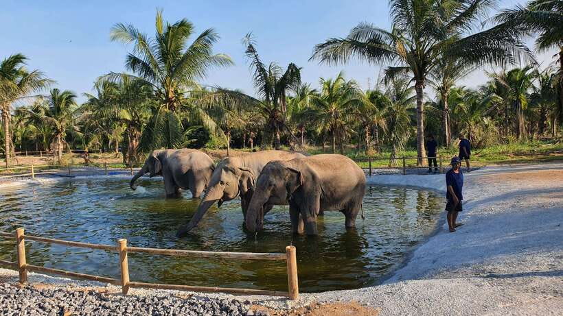 From Bangkok: Living Green Elephant Sanctuary Day Trip - The meal break: Ancient Pad Thai, water, and mountain views