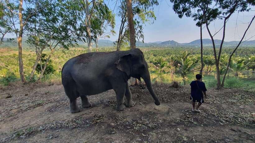 From Bangkok: Living Green Elephant Sanctuary Day Trip - Price and value: what $57 buys you