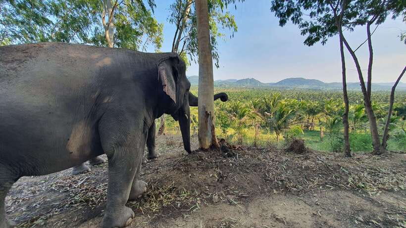 From Bangkok: Living Green Elephant Sanctuary Day Trip - What to bring, and what not to do