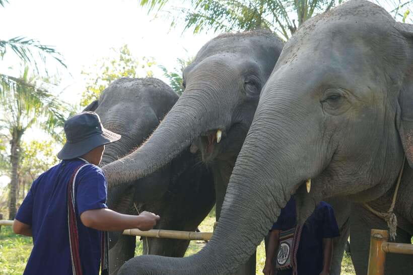 From Bangkok: Living Green Elephant Sanctuary Day Trip - Arriving at Living Green: Mo Hom clothing and the briefing