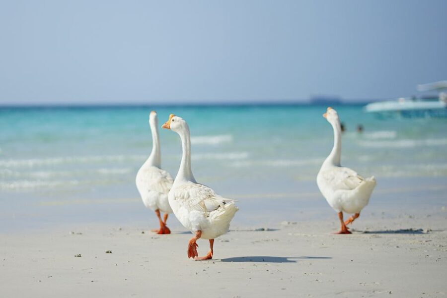From Pattaya/Bangkok: Island Day Trip with Beach Activities - Pattaya to Coral Island and back: the 8 to 10 hour beach-day rhythm