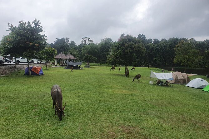 Khao Yai National Park Full Day - Lam Ta Khong Campground: deer photos near the waterfall area