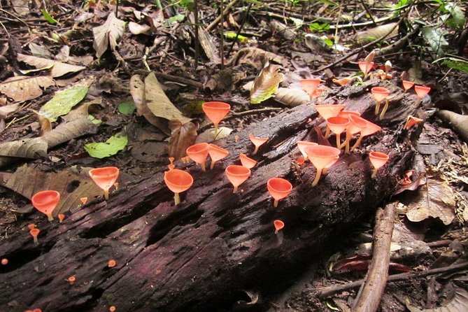 Khao Yai National Park Hiking Day Tour: Haew Narok and Haew Suwat - Lunch that actually feels like Thailand, not a fuel stop