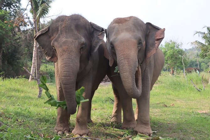 Living Green Elephant Sanctuary Experience near Bangkok & Pattaya - Bangkok Or Pattaya Pickup, Meeting Point, And Time Reality