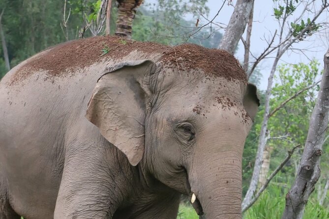 Living Green Elephant Sanctuary Experience near Bangkok & Pattaya - Respectful Distance Observation, Then Up Close Time