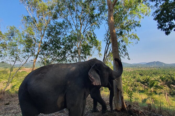 Living Green Elephant Sanctuary Experience near Bangkok & Pattaya - Trekking Alongside Elephants To the Sanctuary’s Highest Viewpoint