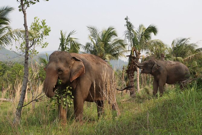 Living Green Elephant Sanctuary Experience near Bangkok & Pattaya - Feeding, Water Play, And Getting Wet Like It’s Part of the Plan