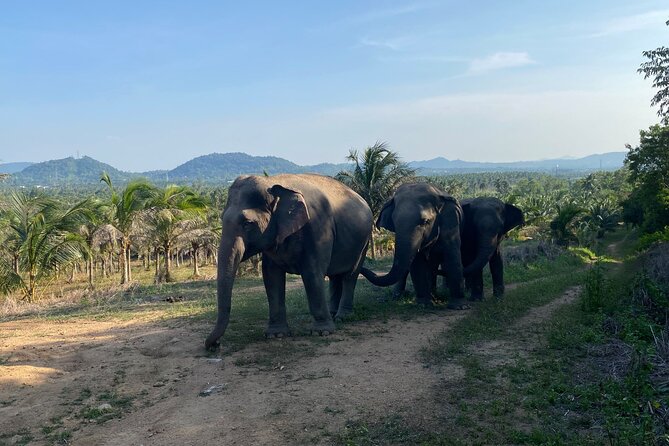 Living Green Elephant Sanctuary Experience near Bangkok & Pattaya - Lunch After Elephants: Ancient Pad Thai And What To Expect