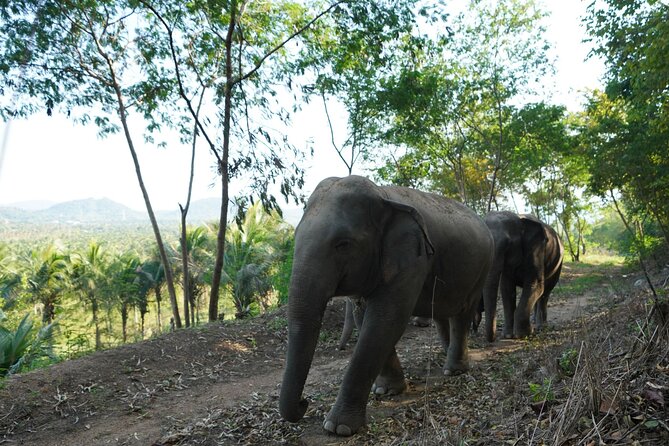 Living Green Elephant Sanctuary Experience near Bangkok & Pattaya - The Photo Factor: How the Photographer Fits Into Your Day