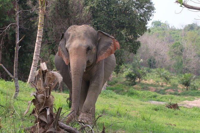 Living Green Elephant Sanctuary Experience near Bangkok & Pattaya - Mo Hom Shirts And Sanctuary Orientation: What Happens First