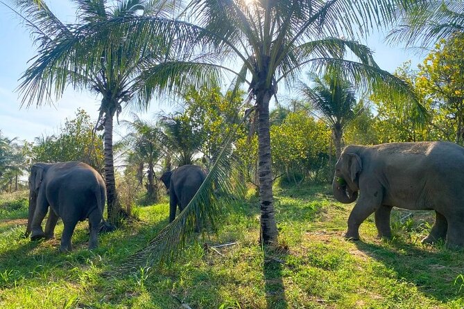 Living Green Elephant Sanctuary Tour from Bangkok and Pattaya - Lunch and included snacks: what you are actually paying for