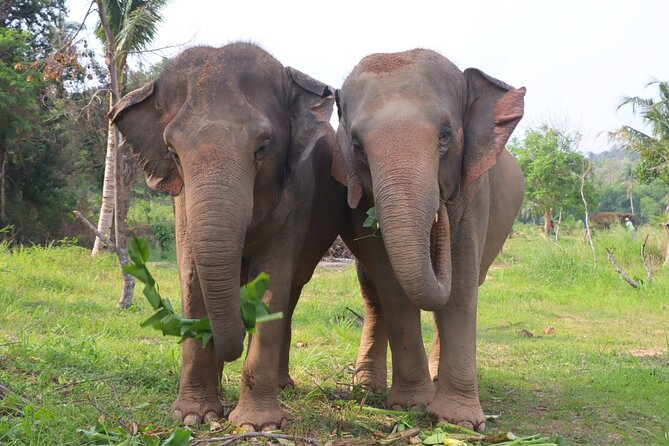Living Green Elephant Sanctuary Tour from Bangkok and Pattaya - Guides like Lulu: why the human side makes a difference here