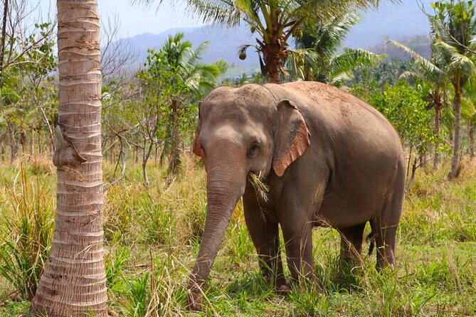 Living Green Elephant Sanctuary Tour from Bangkok and Pattaya - What to pack so you feel comfortable, not grumpy