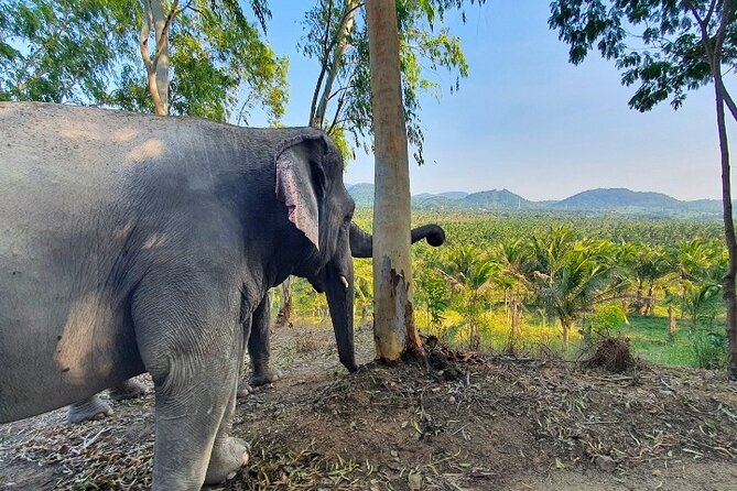 Living Green Elephant Sanctuary Tour from Bangkok and Pattaya - How long should you block on your calendar?