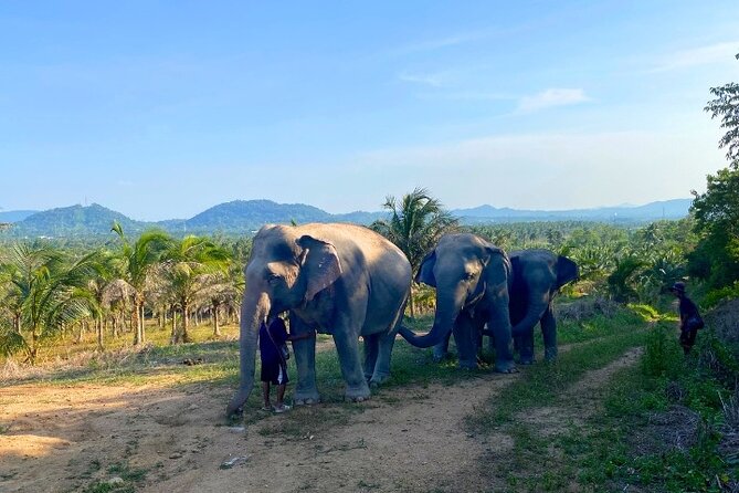 Living Green Elephant Sanctuary Tour from Bangkok and Pattaya - Who this tour is best for, and who should rethink it