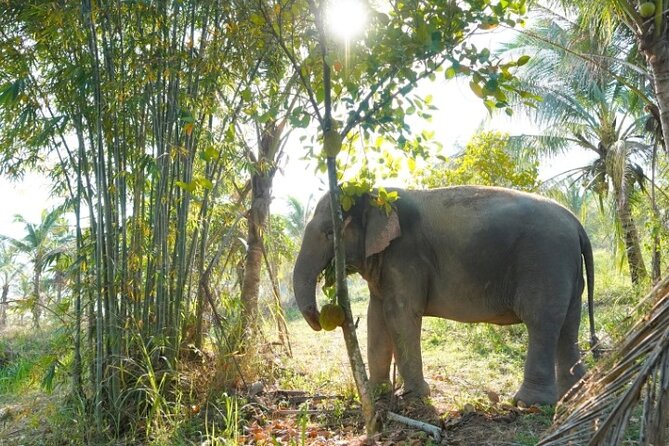 Living Green Elephant Sanctuary Tour from Bangkok and Pattaya - The drive from Bangkok and Pattaya: value depends on your timing