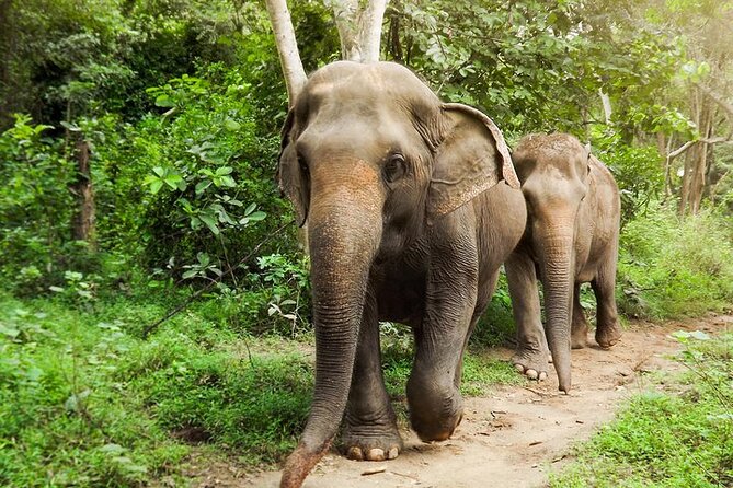 Private Tour to Kanchanaburi Death Railway and Elephant Haven - Key highlights at a glance
