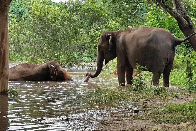 Private Tour to Kanchanaburi Death Railway and Elephant Haven - Death Railway Museum, River Kwai Bridge, and the Train Ride That Makes It Feel Real