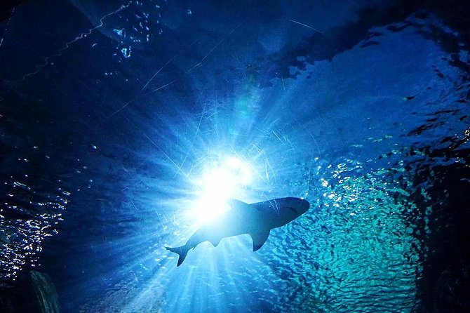 Sea Life Bangkok Ocean World Tickets - Your 3-hour plan: how to make the most of limited time